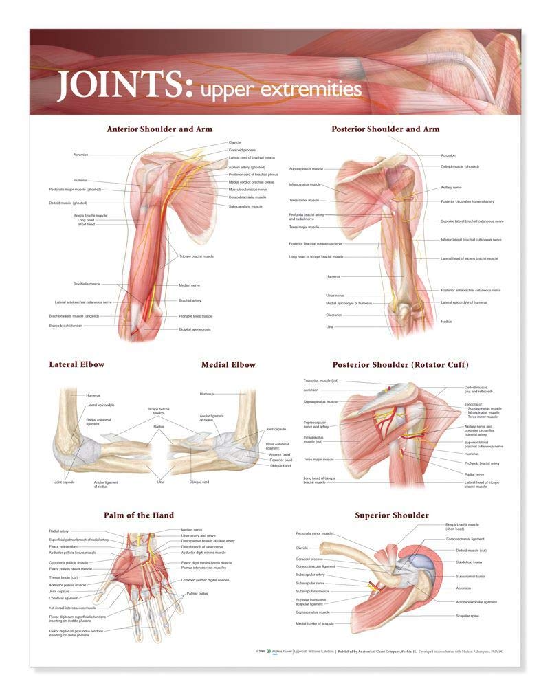 Joints of the Upper Extremities Anatomical Chart - Laminated