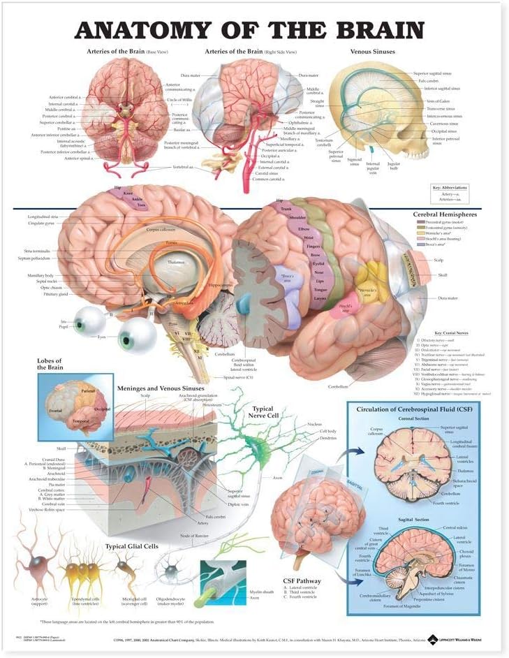 The Anatomy of the Brain Anatomical Chart - Laminated