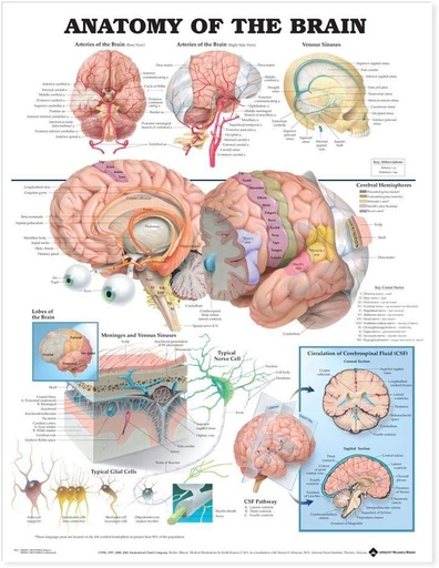[WOL1587790890] The Anatomy of the Brain Anatomical Chart - Laminated