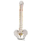 Classic Flexible Spine