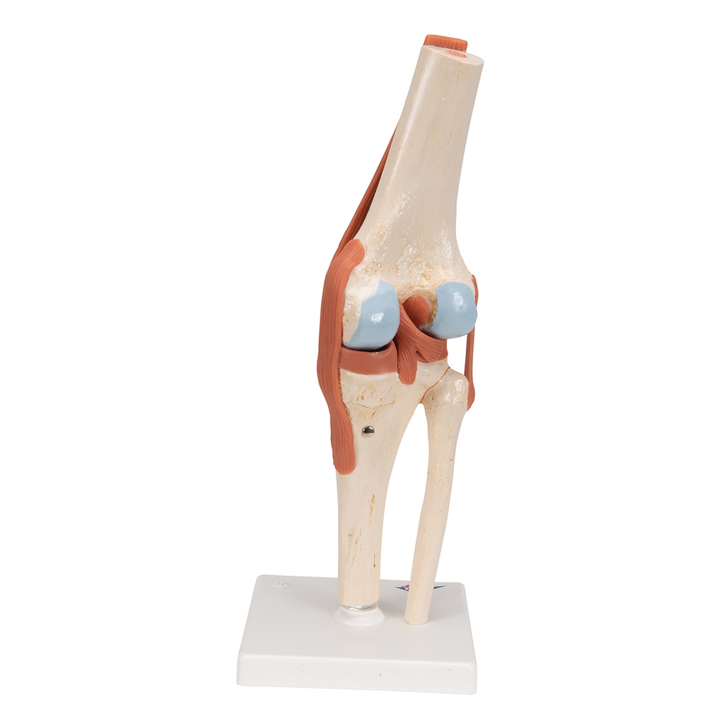 Functional Human Knee Joint Model with Ligaments & Marked Cartilage  