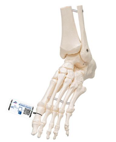 Human Foot & Ankle Skeleton Model