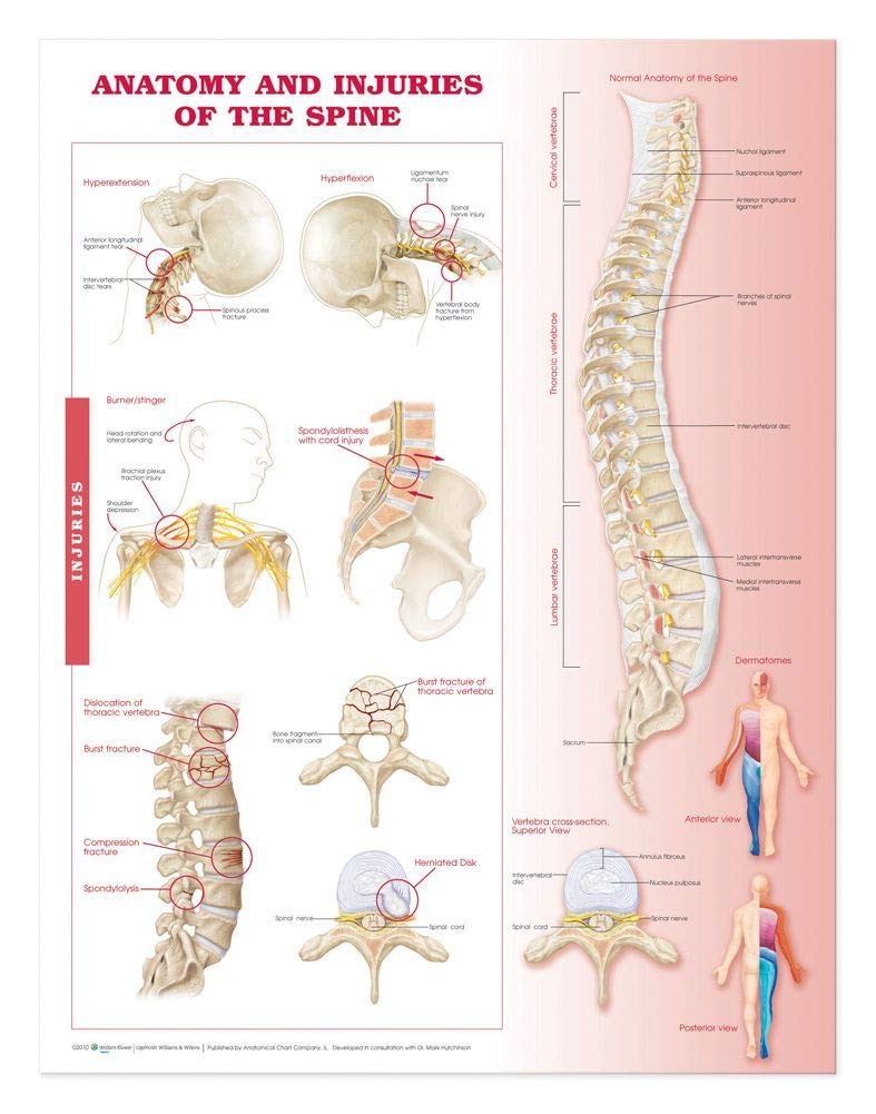 Anatomy & Injuries of the Spine, Laminated Chart