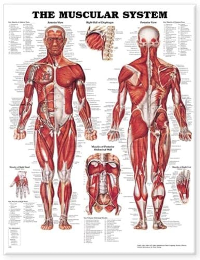 The Muscular System Anatomical Chart - Laminated