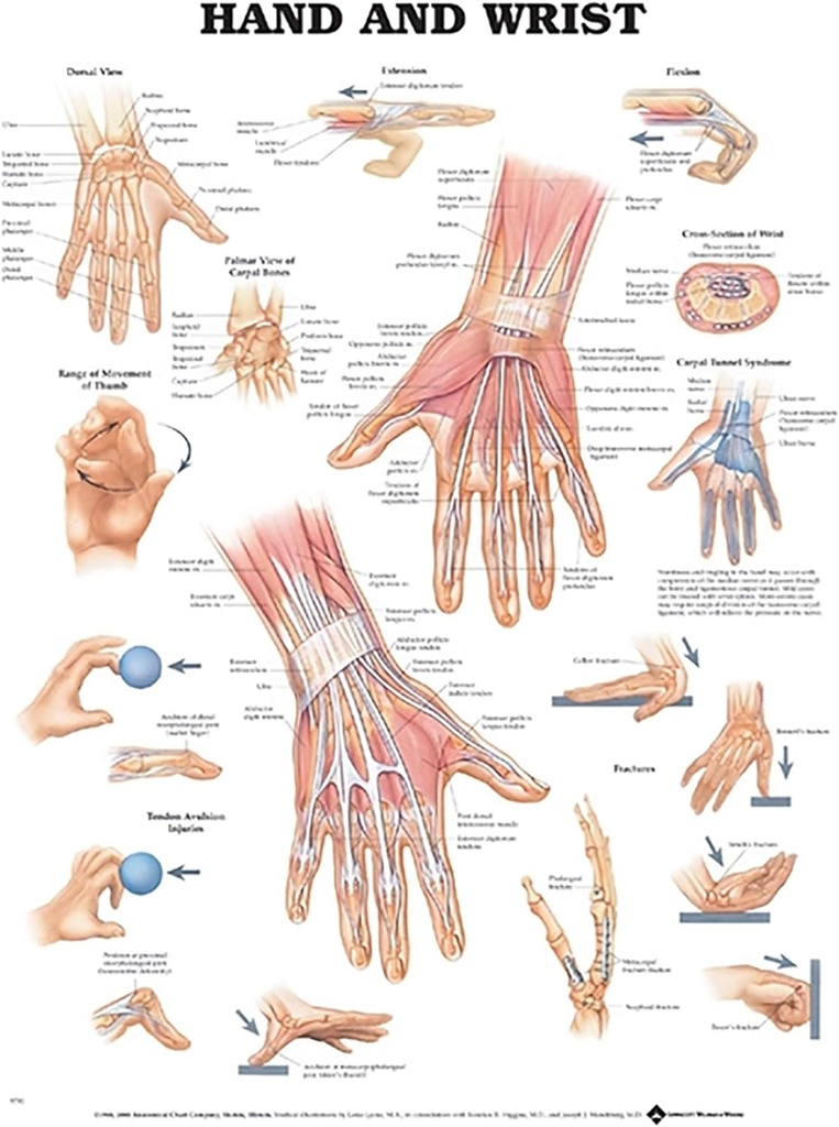 Hand and Wrist Anatomical Chart - Laminated