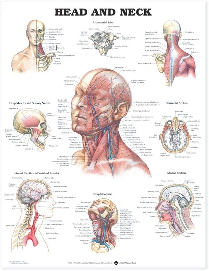 Head and Neck Anatomical Chart - Laminated