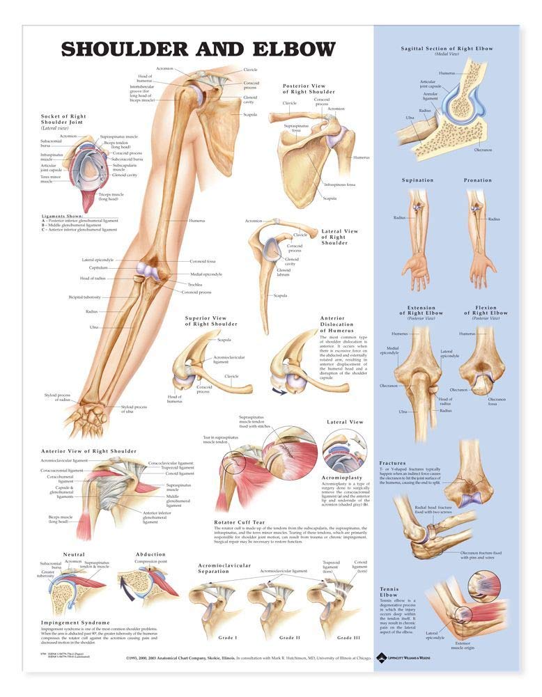 Shoulder Elbow Anatomical Chart - Laminated 