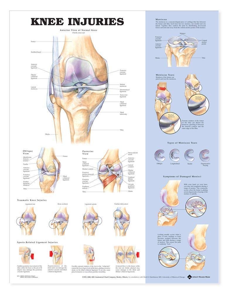 Knee Injuries Anatomical Chart - Laminated 