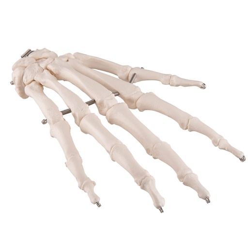[A3BA40] Human Hand Skeleton Model