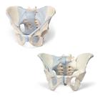 [3BS8001094] Anatomy Set Male & Female Pelvic Skeleton with Ligaments