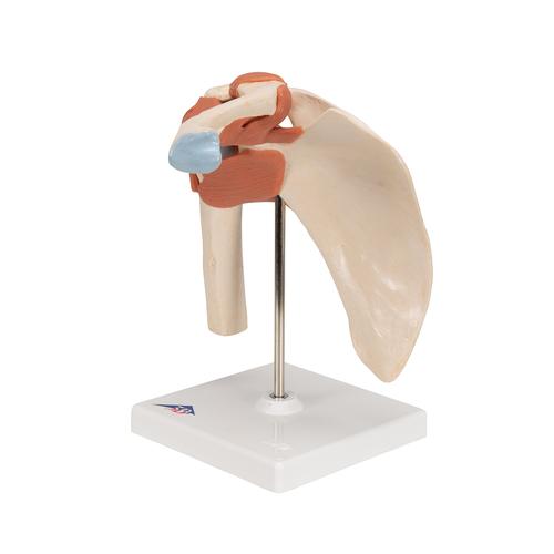 [3BSA80/1] Deluxe Functional Human Shoulder Joint, Physiological Movable