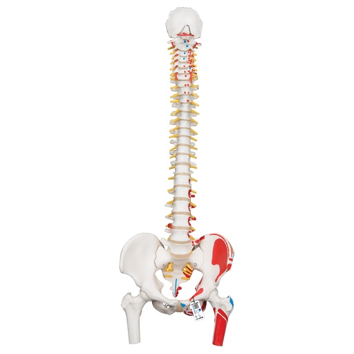 [A3BA58/3] Classic Human Flexible Spine Model with Femur Heads & Painted Muscles